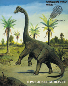 Brachiosaurus brancai - Jurassic dinosaur