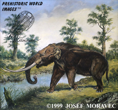 Mastodon americanus - Pleistocene