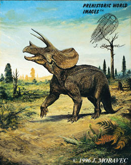 Triceratops prorsus - Cretaceous dinosaur