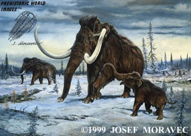 wooly mammoth, ice age animals, mammoth, pleistocene